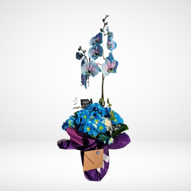 Mavi 2Lİ Orkide İthal